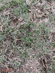 Poaceae