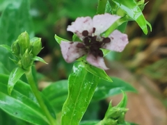 Microbotryum saponariae