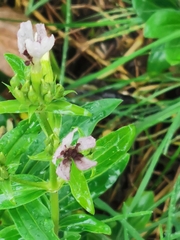 Microbotryum saponariae