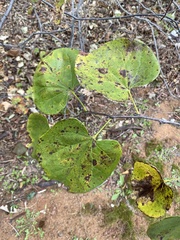 Cercis