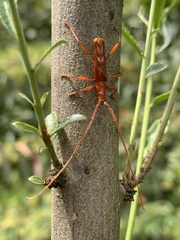 Chenoderus testaceus
