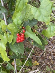 Cocculus carolinus