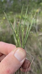 Dichanthelium neuranthum