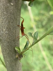 Chenoderus testaceus