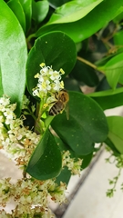 Apis mellifera
