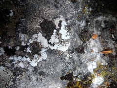 Solenopsora candicans