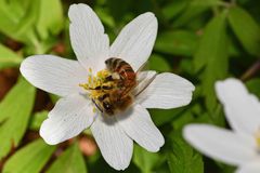 Apis mellifera