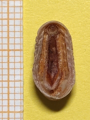 Lepidopleurus cajetanus