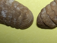 Lepidopleurus cajetanus