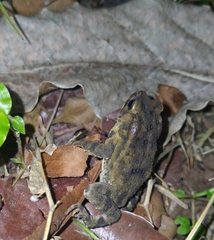 Ingerophrynus biporcatus