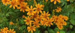 Tagetes lemmonii