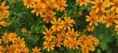 Tagetes lemmonii