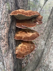 Inonotus quercustris