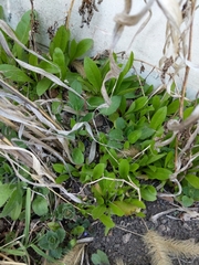 Lactuca serriola