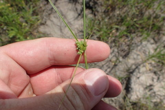 Cyperus acuminatus