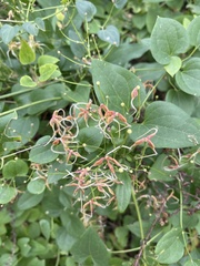 Clematis terniflora