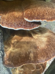 Inonotus quercustris