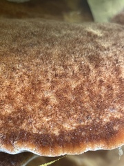 Inonotus quercustris