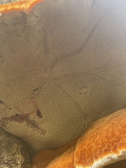 Inonotus quercustris