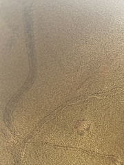 Inonotus quercustris