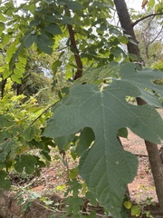 Morus rubra