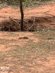 Sciurus niger
