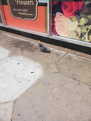 Columba livia domestica