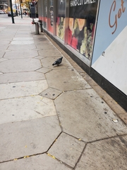 Columba livia domestica