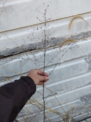 Lactuca serriola