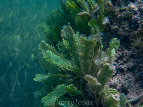 Caulerpa sertularioides
