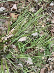 Poaceae