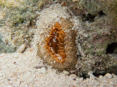 Bunodosoma granuliferum