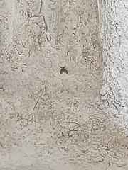 Clogmia albipunctata