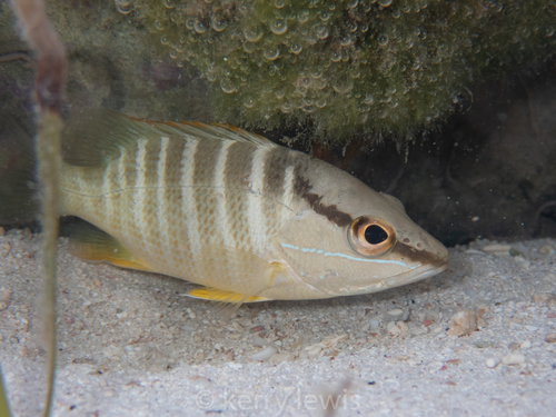 Schoolmaster Snapper