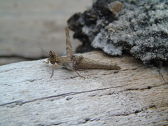 Teicophrys fusiformis