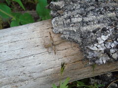 Teicophrys fusiformis