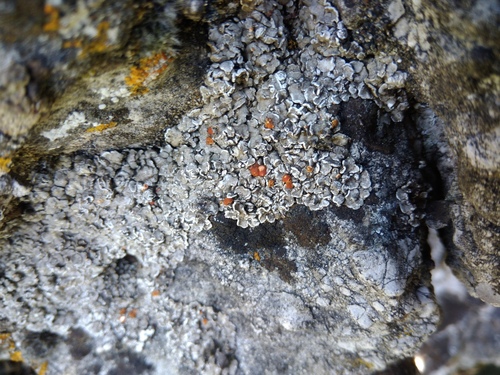 psóra miskovitá (Psora testacea)