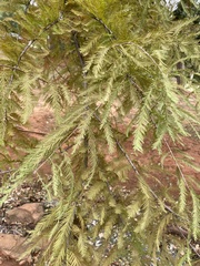 Taxodium distichum