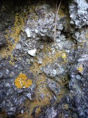 Leproplaca chrysodeta