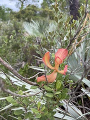 Exobasidium ferrugineae