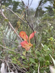 Exobasidium ferrugineae