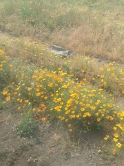 Eschscholzia californica