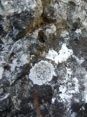 Solenopsora candicans