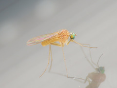 Xanthochlorus tenellus