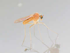 Xanthochlorus tenellus