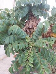 Bencomia