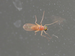 Xanthochlorus tenellus