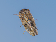 Rhytidodus decimusquartus