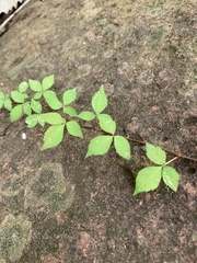 Parthenocissus quinquefolia