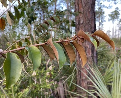 Chrysophyllum oliviforme image